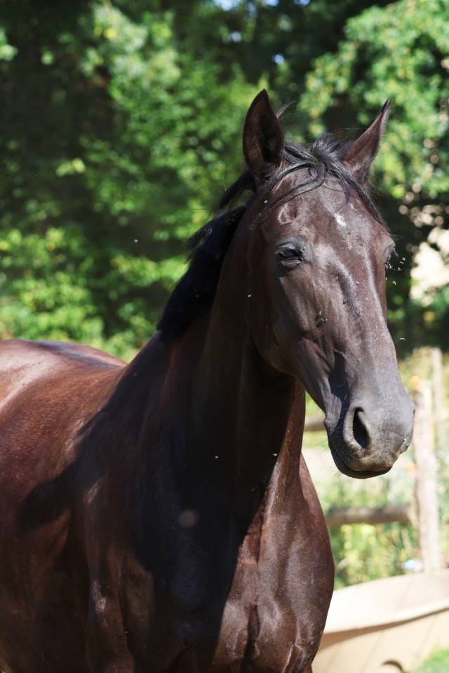 Broodmare Origin Recorded For sale 2019 Black