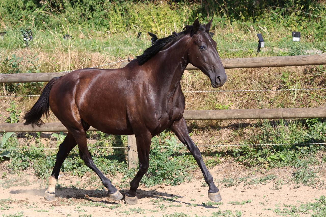 Broodmare Origin Recorded For sale 2019 Black