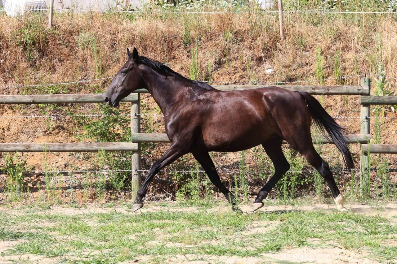 Broodmare Origin Recorded For sale 2019 Black