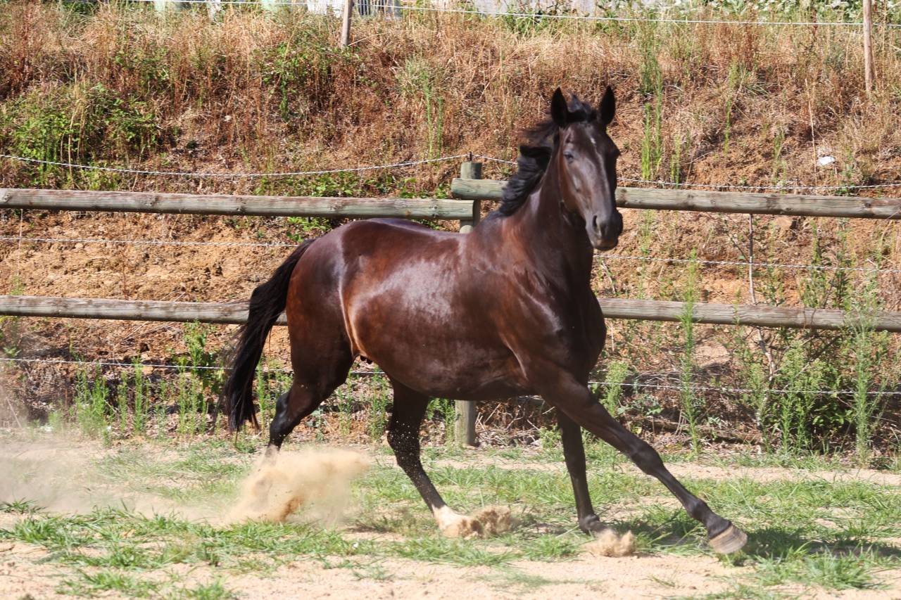 Broodmare Origin Recorded For sale 2019 Black