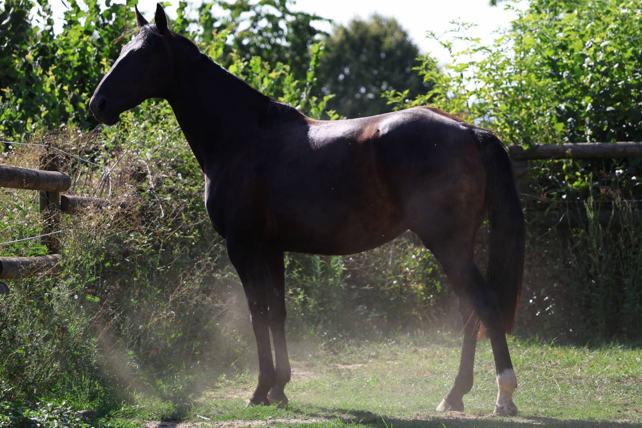 Broodmare Origin Recorded For sale 2019 Black