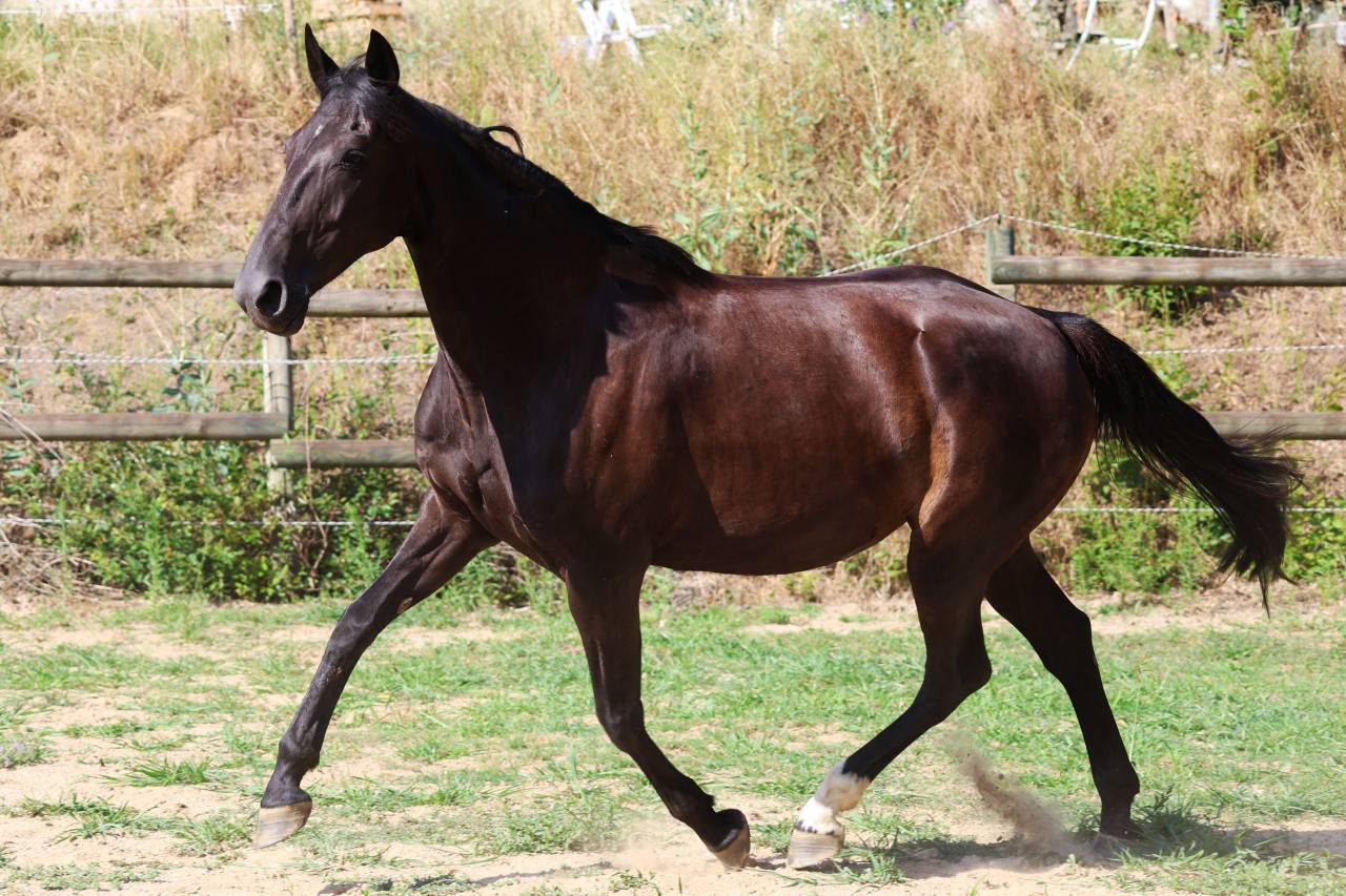 Broodmare Origin Recorded For sale 2019 Black