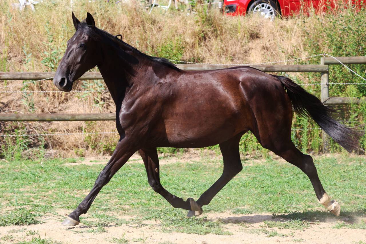 Broodmare Origin Recorded For sale 2019 Black