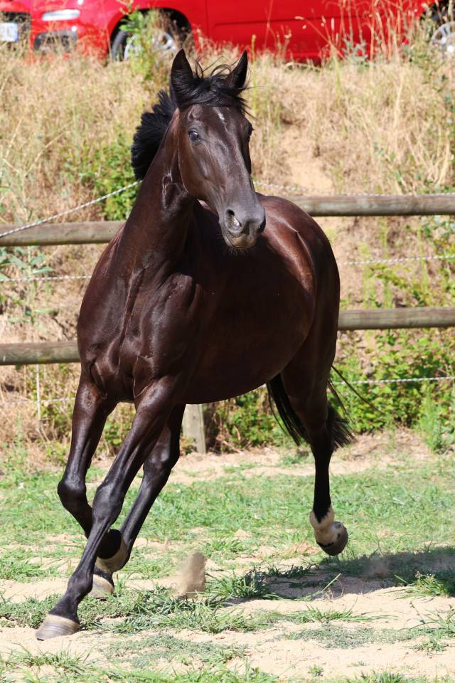 Broodmare Origin Recorded For sale 2019 Black