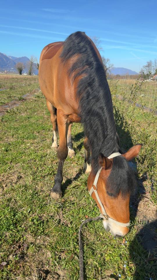 Gelding Connemara Part-Livery 2020 Bay