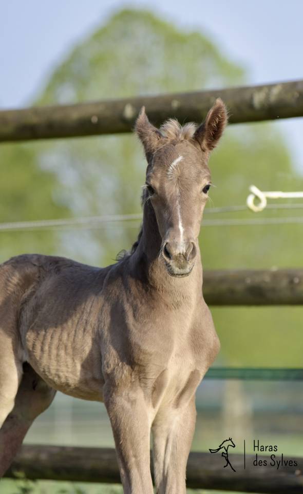 Colt KWPN Dutch Warmblood For sale 2026 Other color