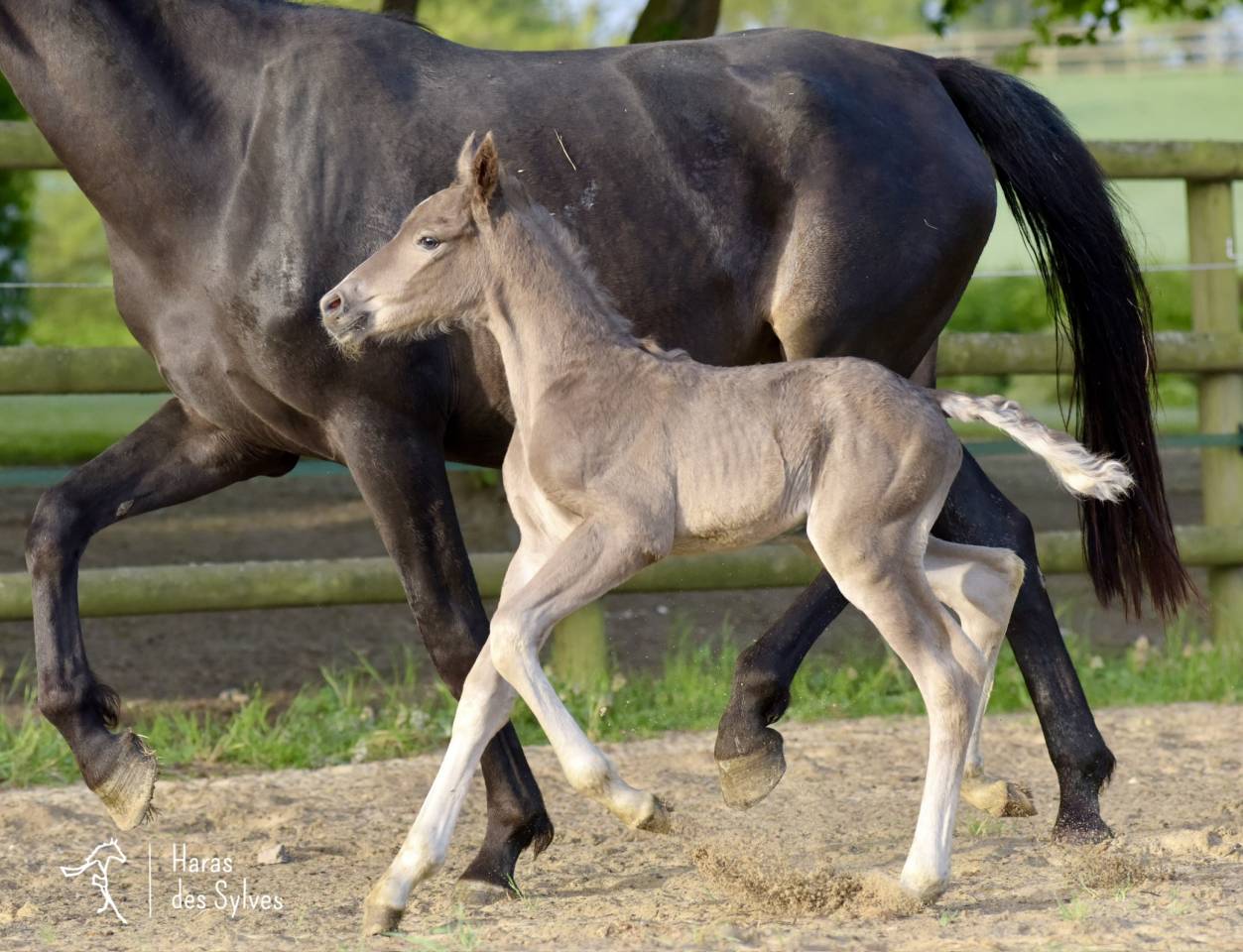 Colt KWPN Dutch Warmblood For sale 2026 Other color