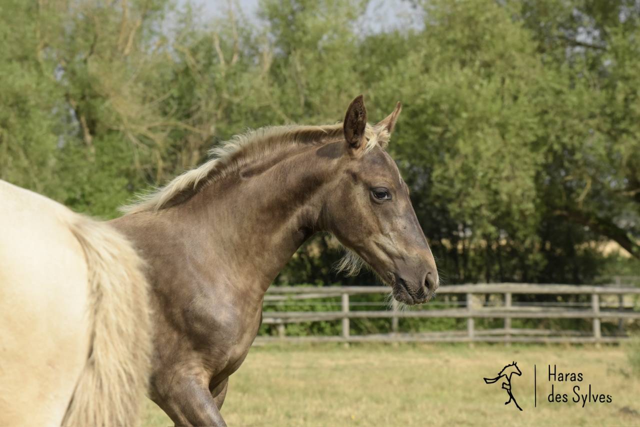 Colt KWPN Dutch Warmblood For sale 2026 Other color