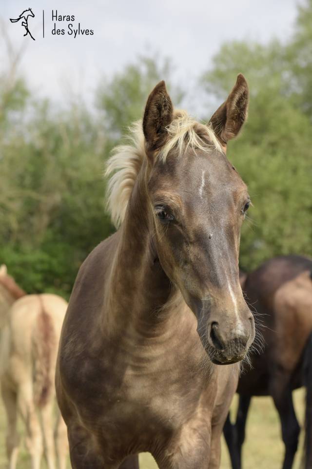 Colt KWPN Dutch Warmblood For sale 2026 Other color