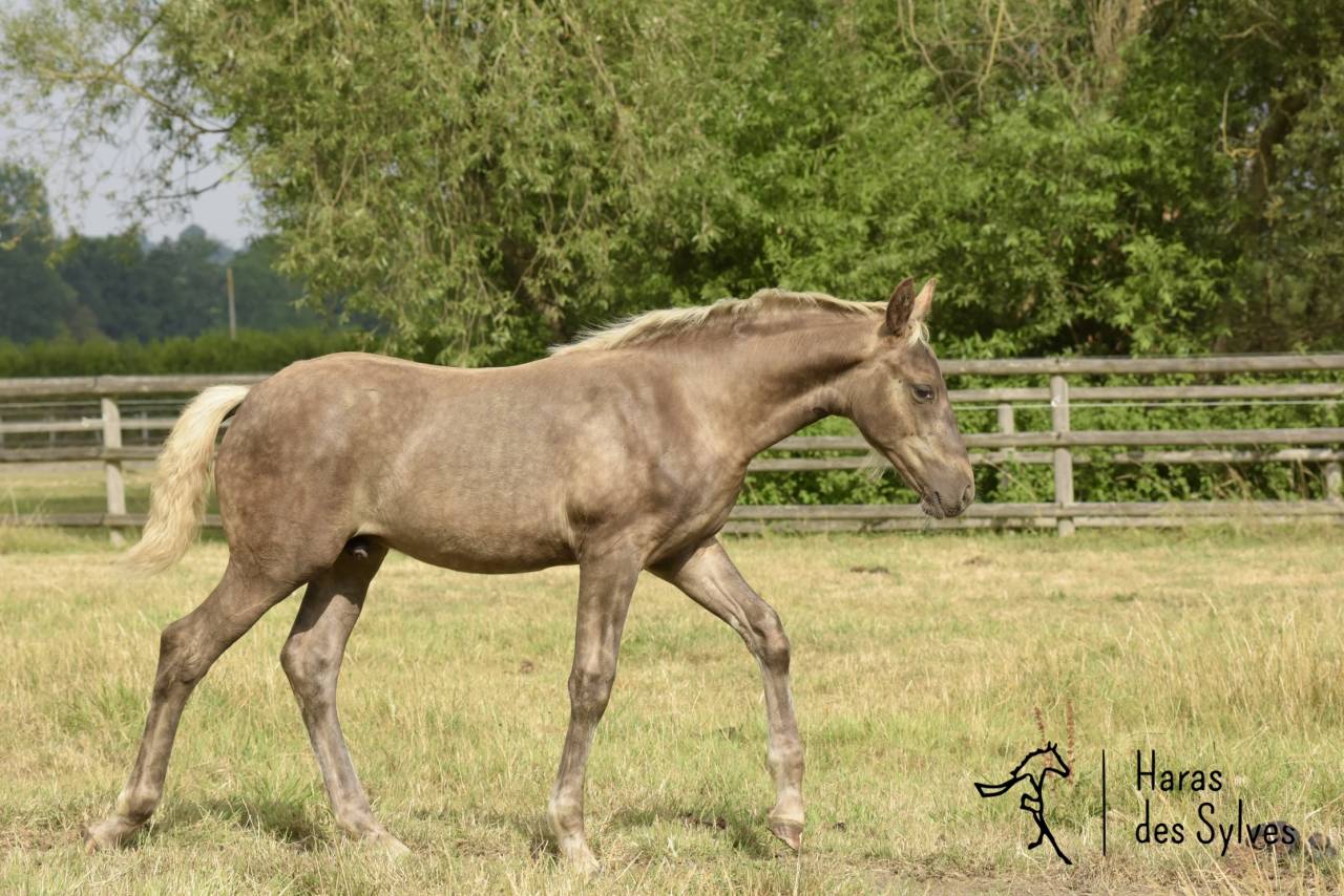 Colt KWPN Dutch Warmblood For sale 2026 Other color