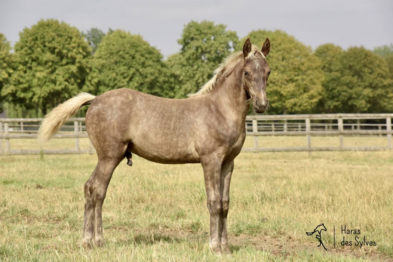 Colt KWPN Dutch Warmblood For sale 2026 Other color