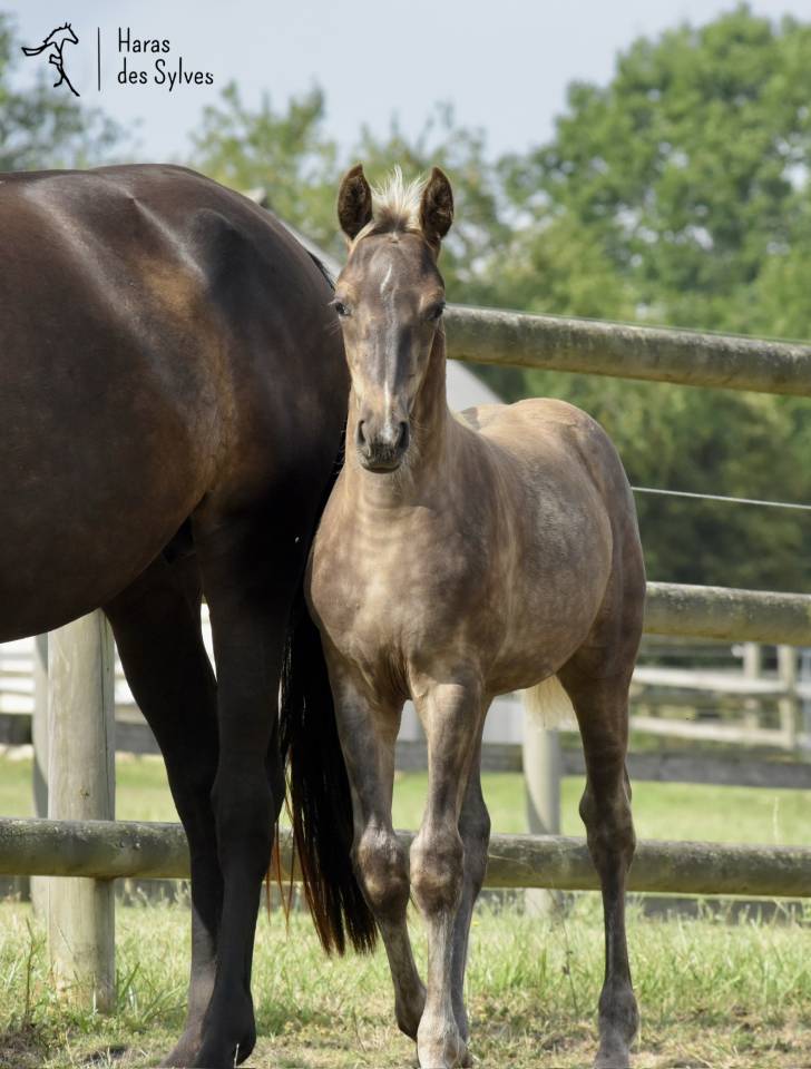 Colt KWPN Dutch Warmblood For sale 2026 Other color