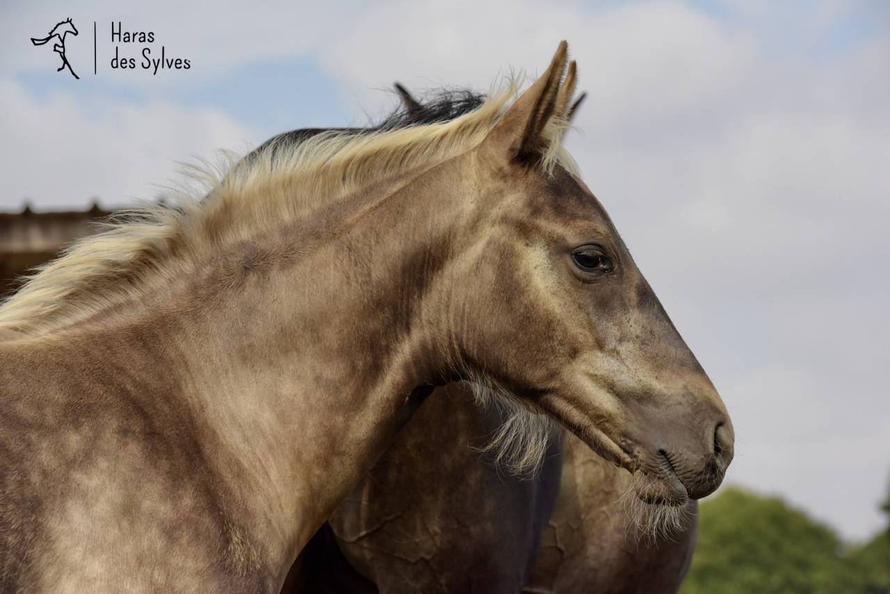 Colt KWPN Dutch Warmblood For sale 2026 Other color
