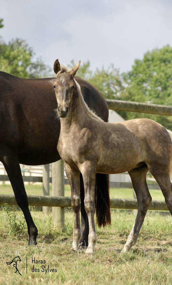 Colt KWPN Dutch Warmblood For sale 2026 Other color