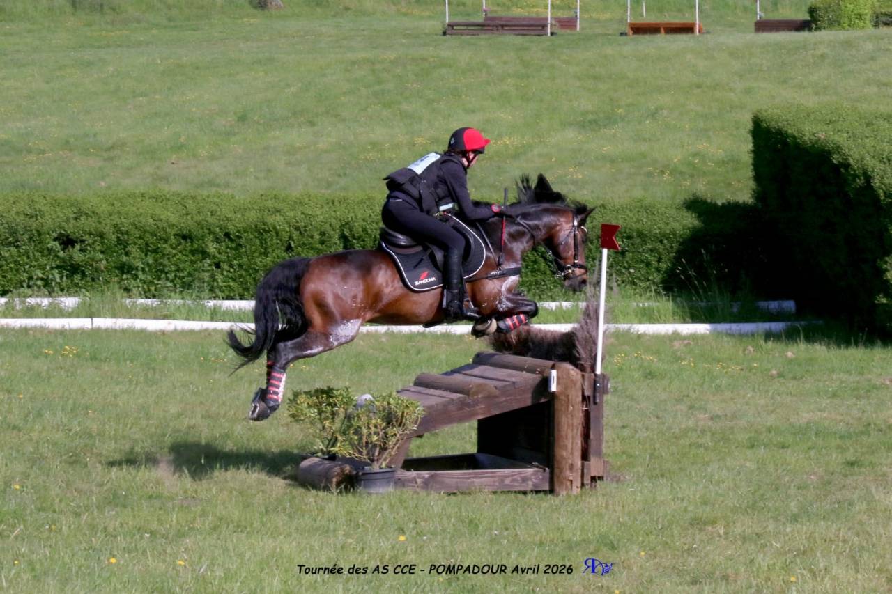 Gelding French Saddle Pony For sale 2013 Dark Bay