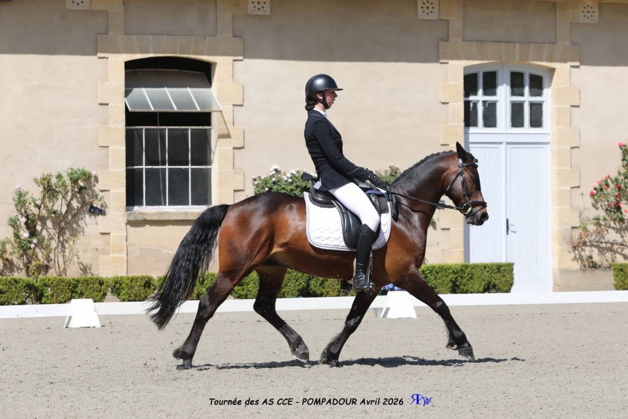 Gelding French Saddle Pony For sale 2013 Dark Bay
