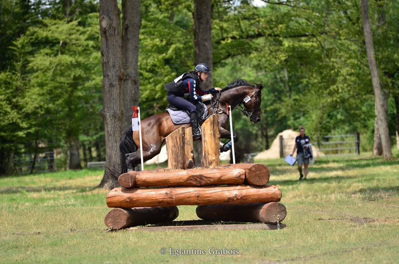 Gelding French Saddle Pony For sale 2013 Dark Bay