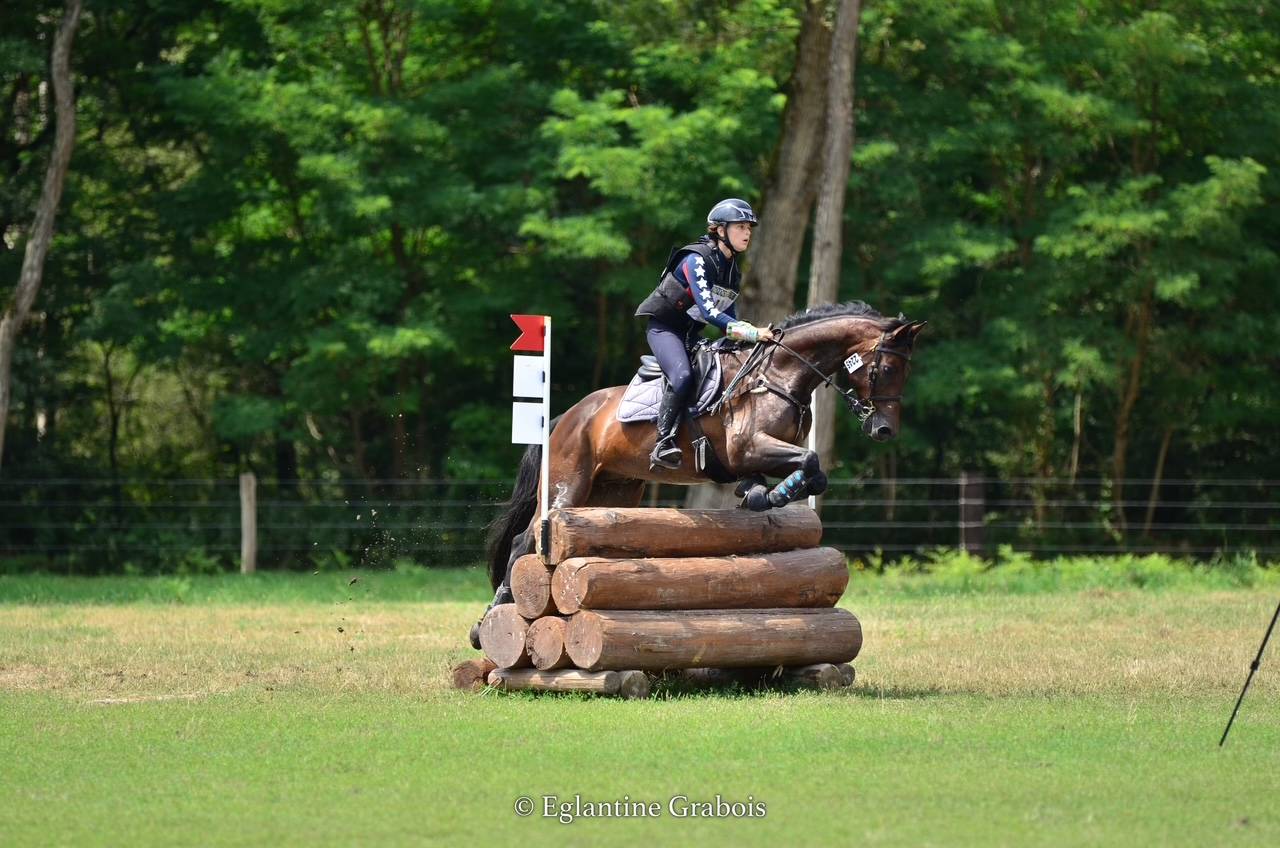 Gelding French Saddle Pony For sale 2013 Dark Bay