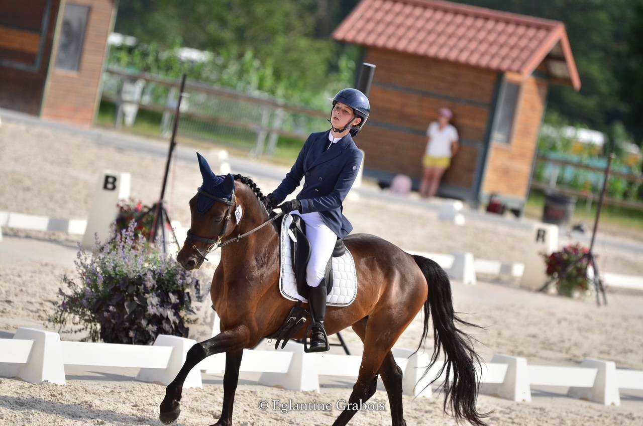 Gelding French Saddle Pony For sale 2013 Dark Bay
