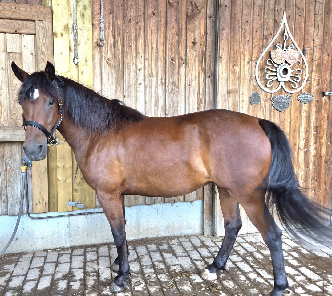 Mare Castilian For sale 2023 Bay