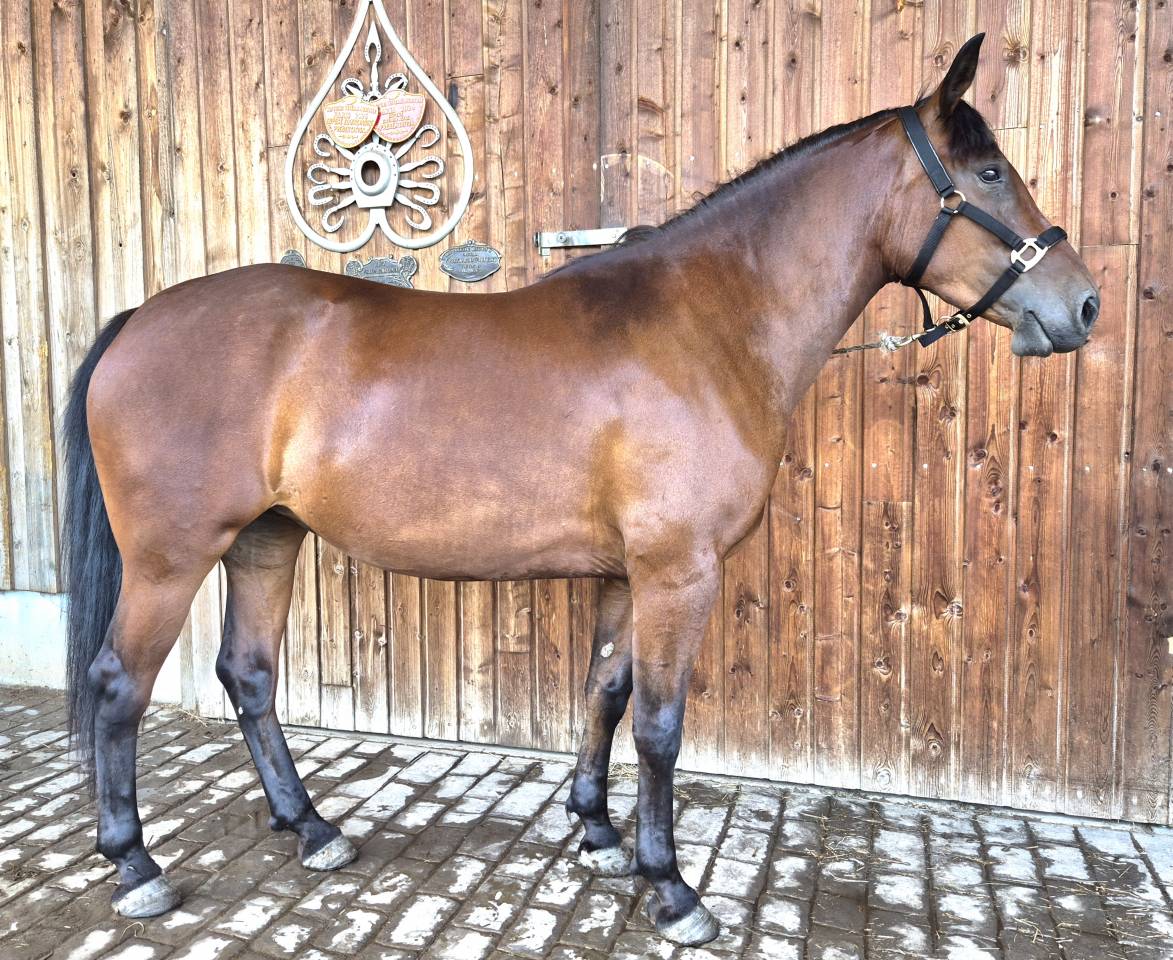 Mare Castilian For sale 2023 Bay
