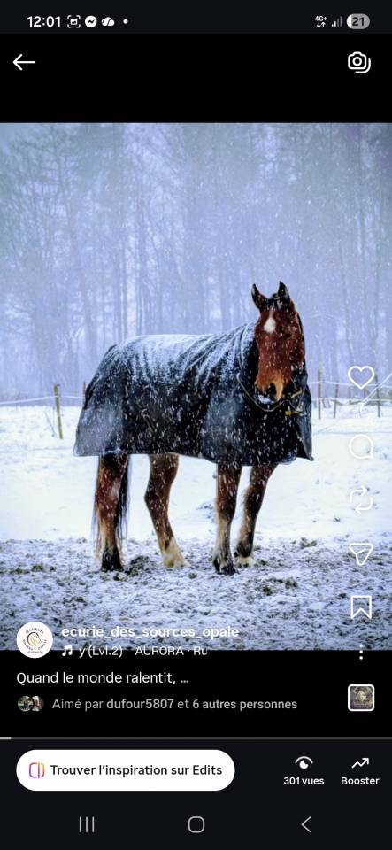Gelding Franche-Montagne For sale 2021 Bay