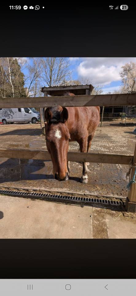 Gelding Franche-Montagne For sale 2021 Bay
