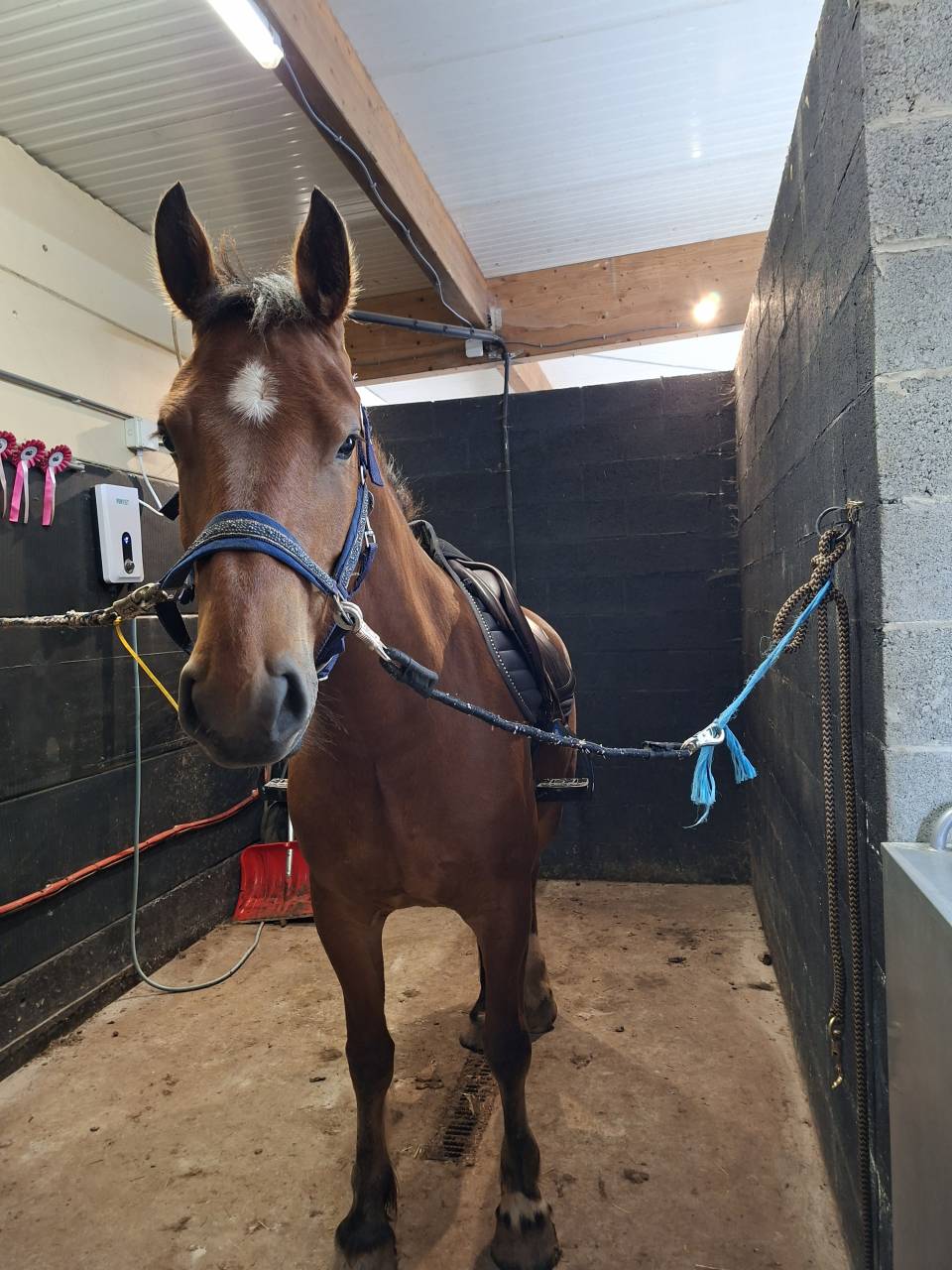 Gelding Franche-Montagne For sale 2021 Bay