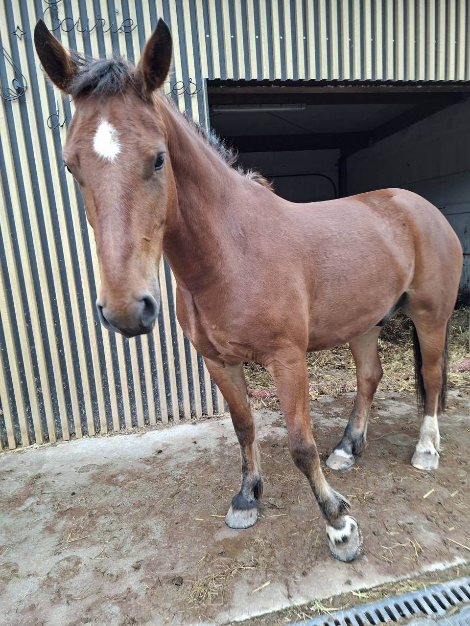 Gelding Franche-Montagne For sale 2021 Bay