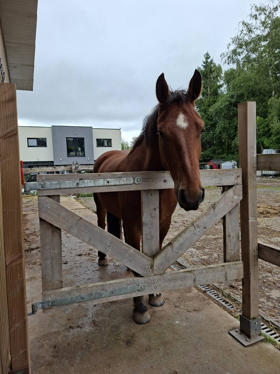 Gelding Franche-Montagne For sale 2021 Bay