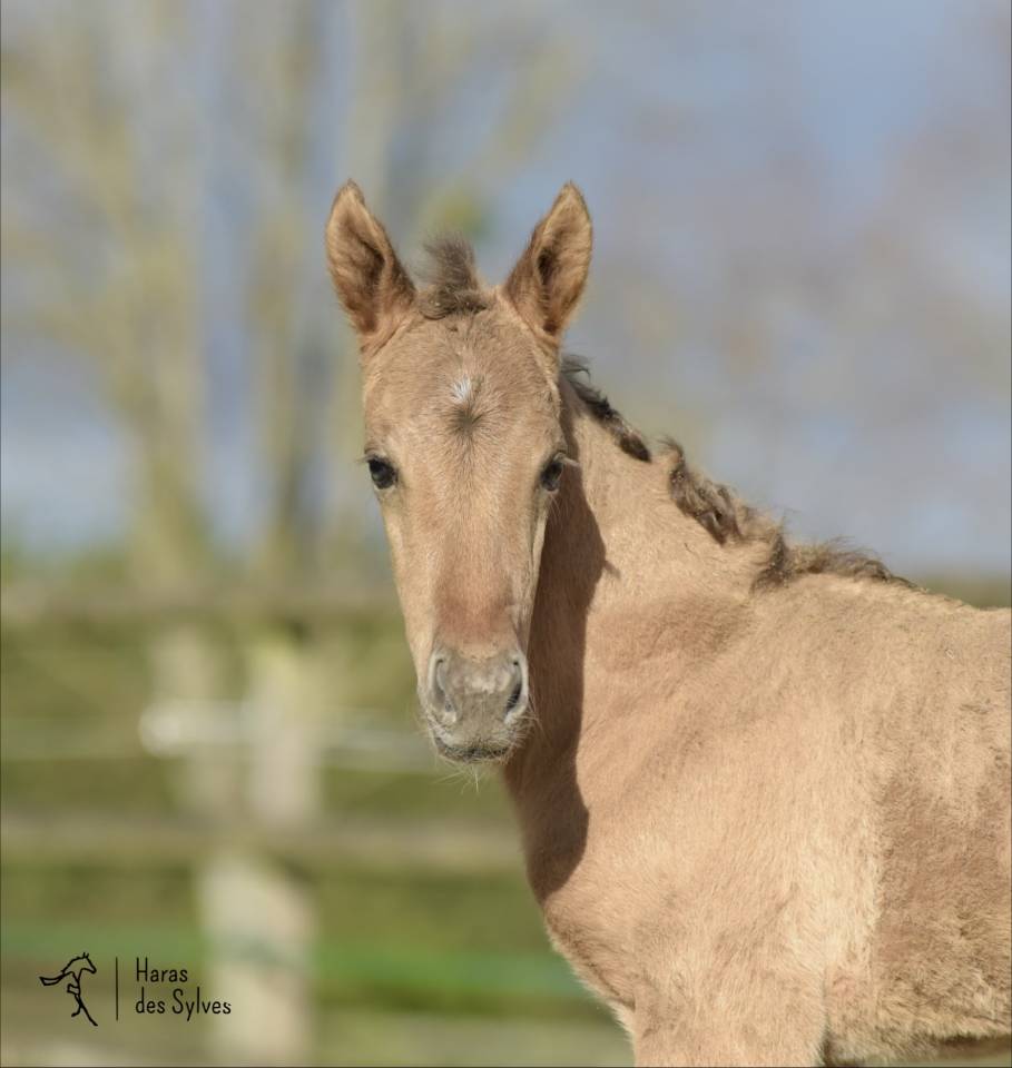 Colt KWPN Dutch Warmblood For sale 2026 Dun