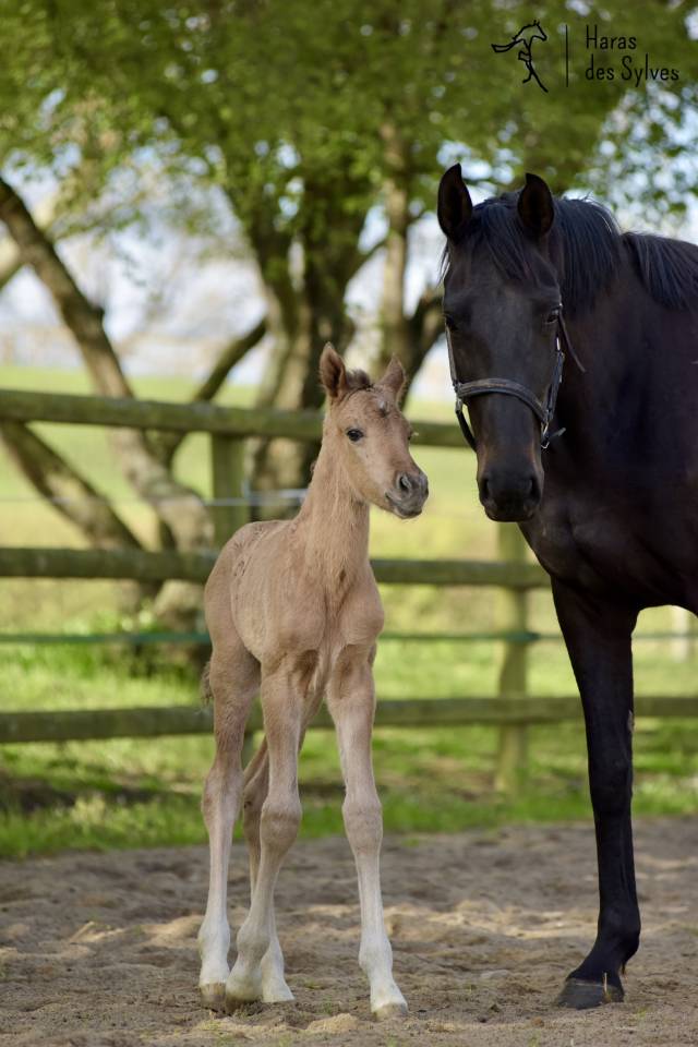 Colt KWPN Dutch Warmblood For sale 2026 Dun