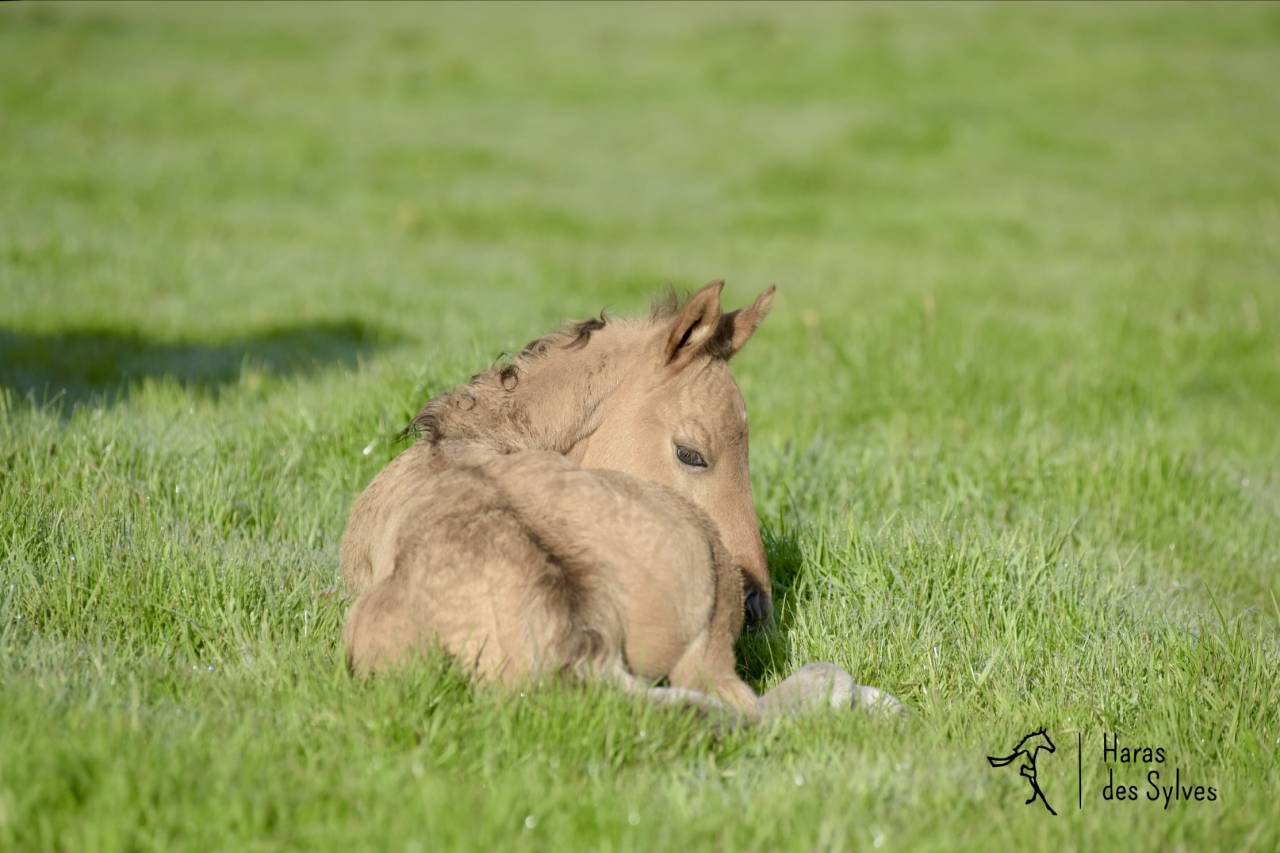 Colt KWPN Dutch Warmblood For sale 2026 Dun