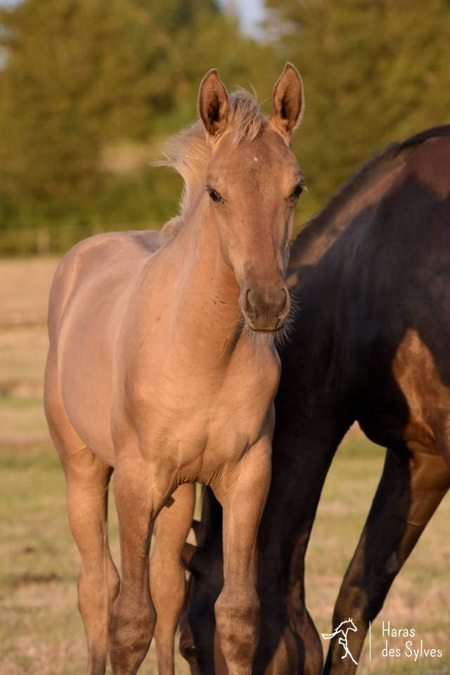 Colt KWPN Dutch Warmblood For sale 2026 Dun