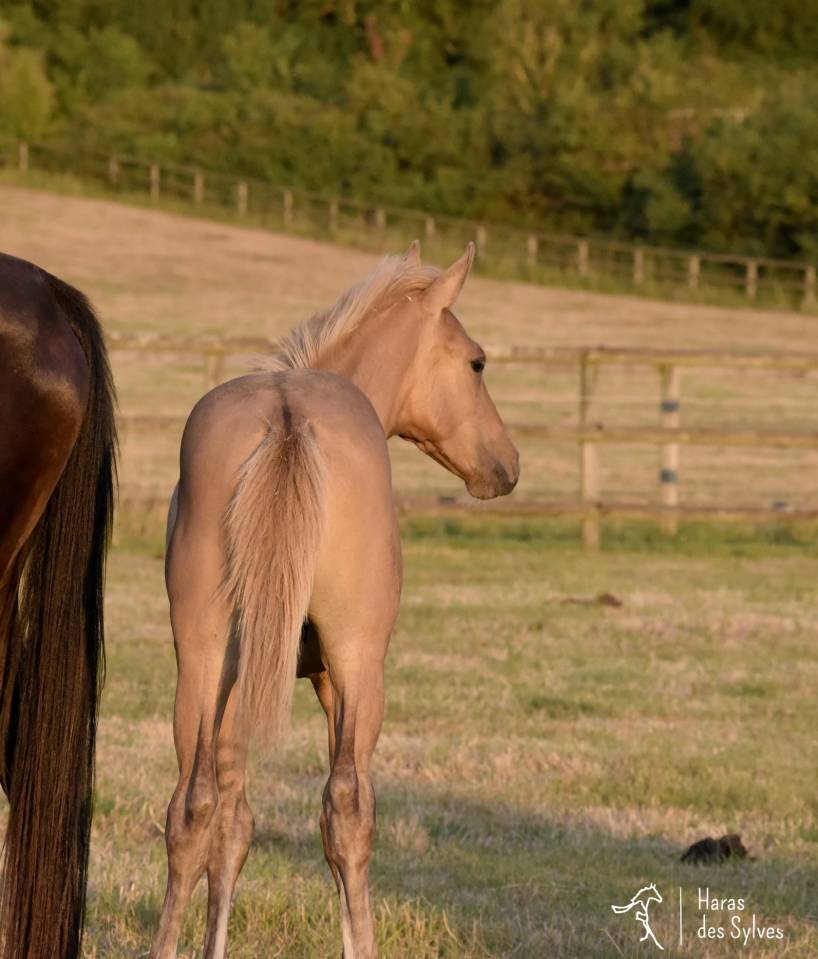 Colt KWPN Dutch Warmblood For sale 2026 Dun