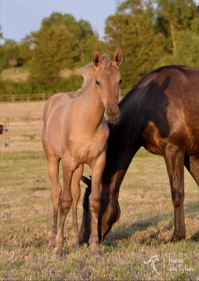 Colt KWPN Dutch Warmblood For sale 2026 Dun