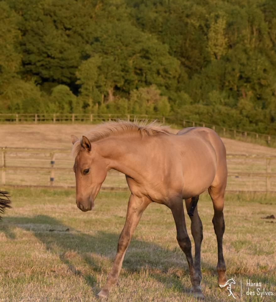 Colt KWPN Dutch Warmblood For sale 2026 Dun