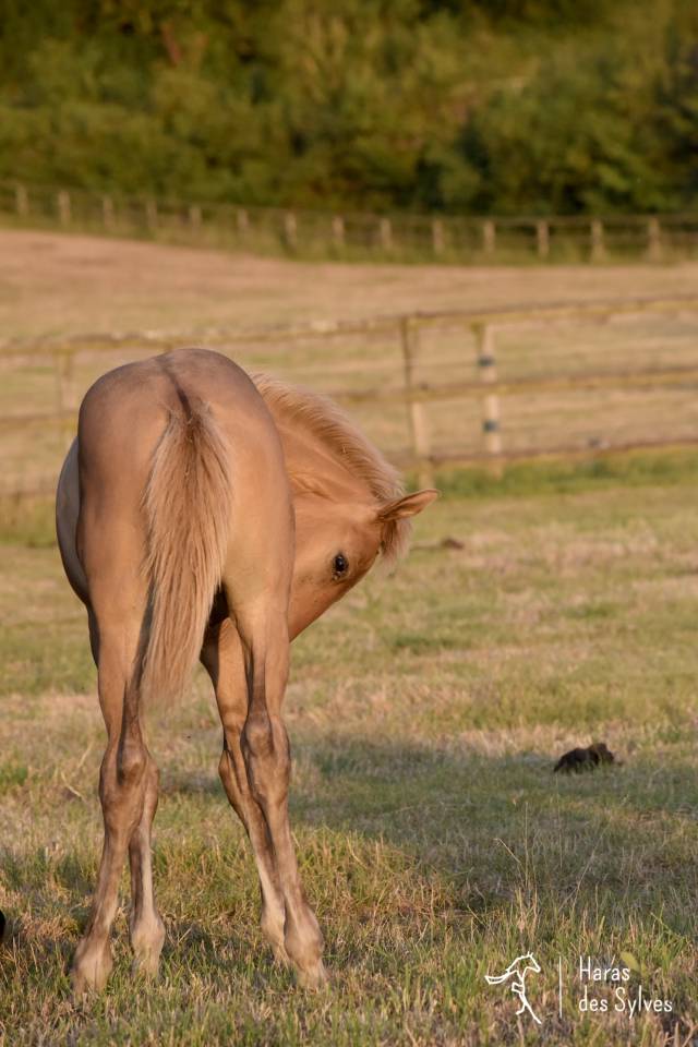Colt KWPN Dutch Warmblood For sale 2026 Dun