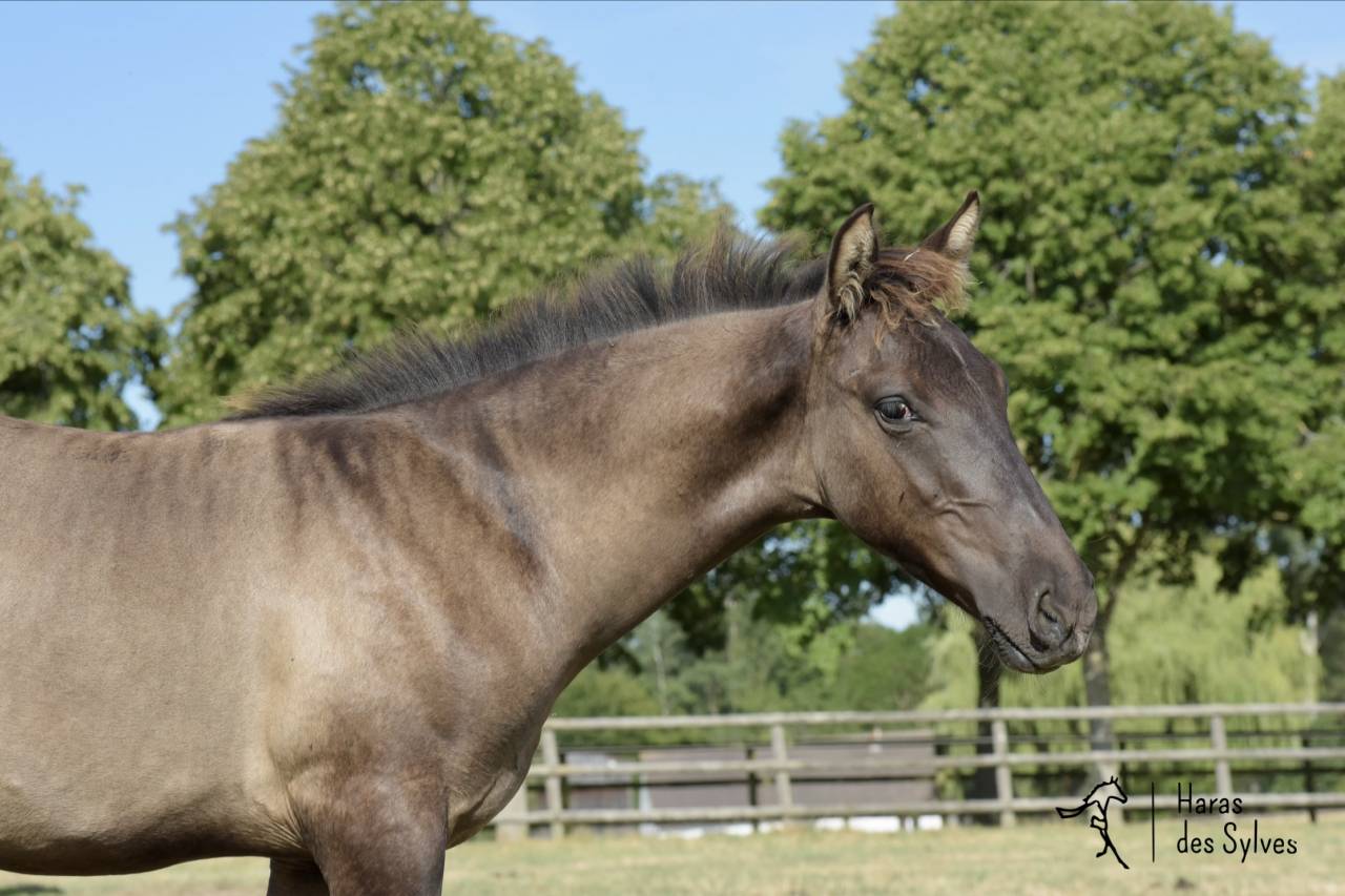 Colt KWPN Dutch Warmblood For sale 2026 Grullo