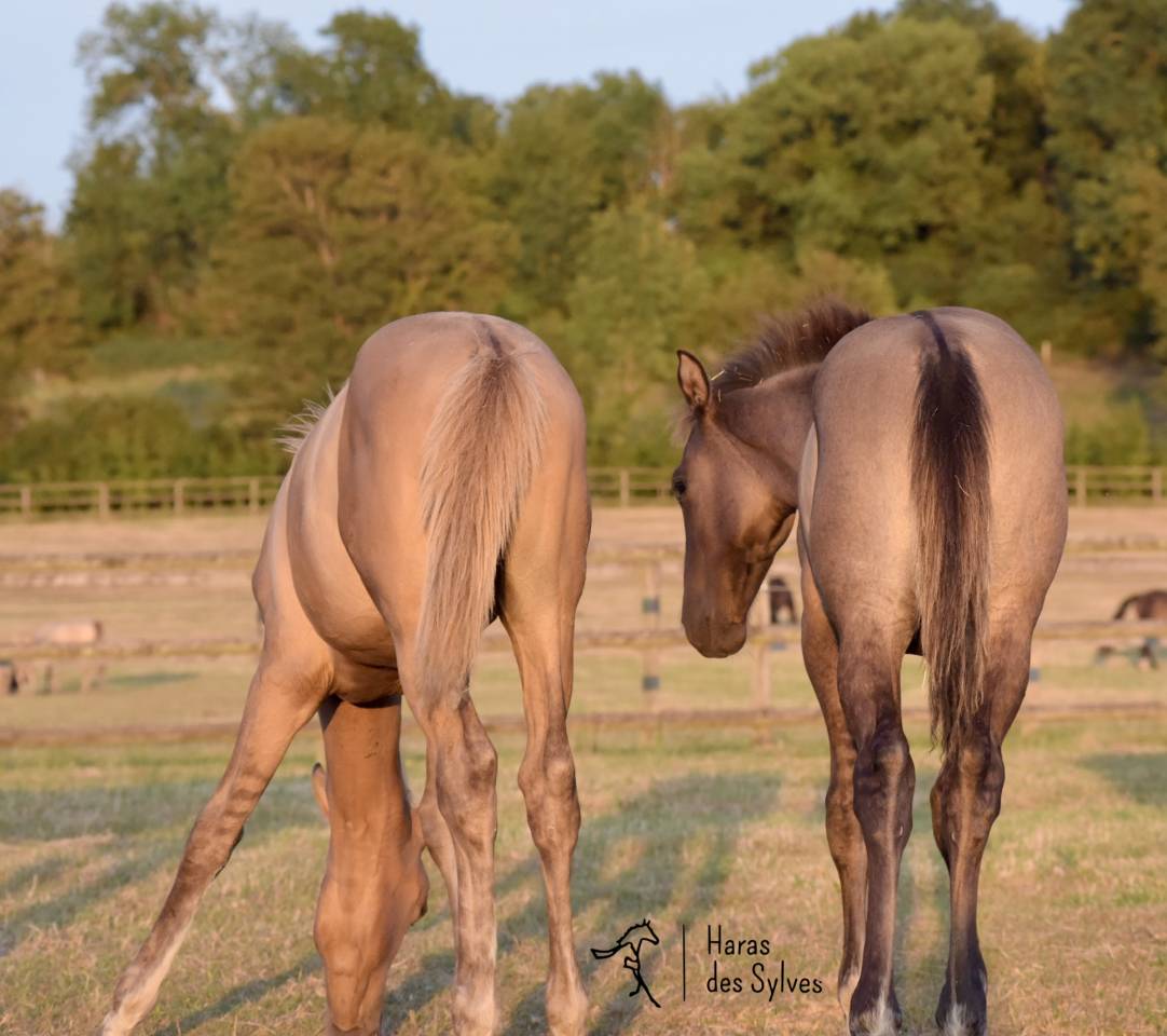 Colt KWPN Dutch Warmblood For sale 2026 Grullo