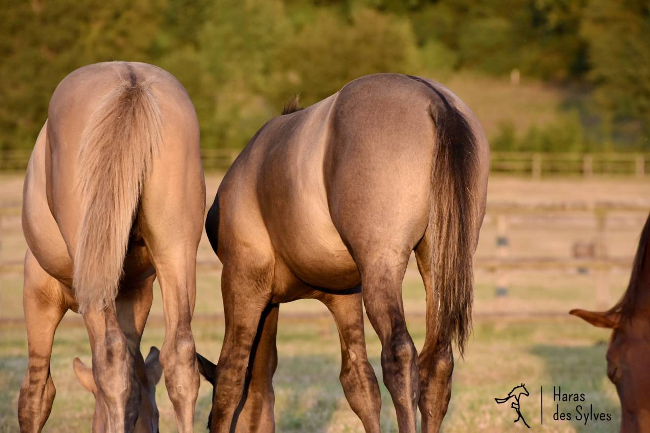Colt KWPN Dutch Warmblood For sale 2026 Grullo