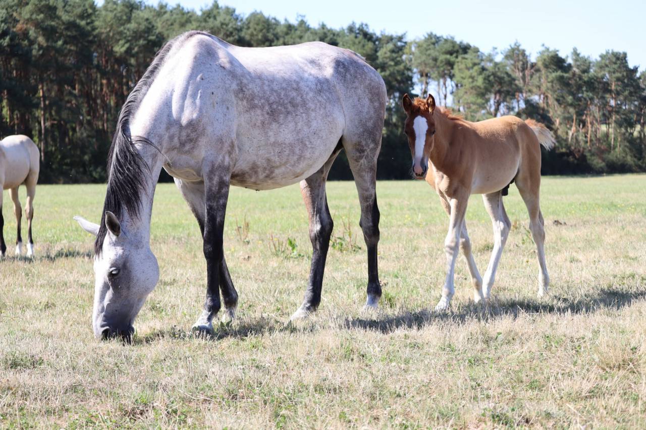 Broodmare Anglo-Arabian For sale 2018 Grey