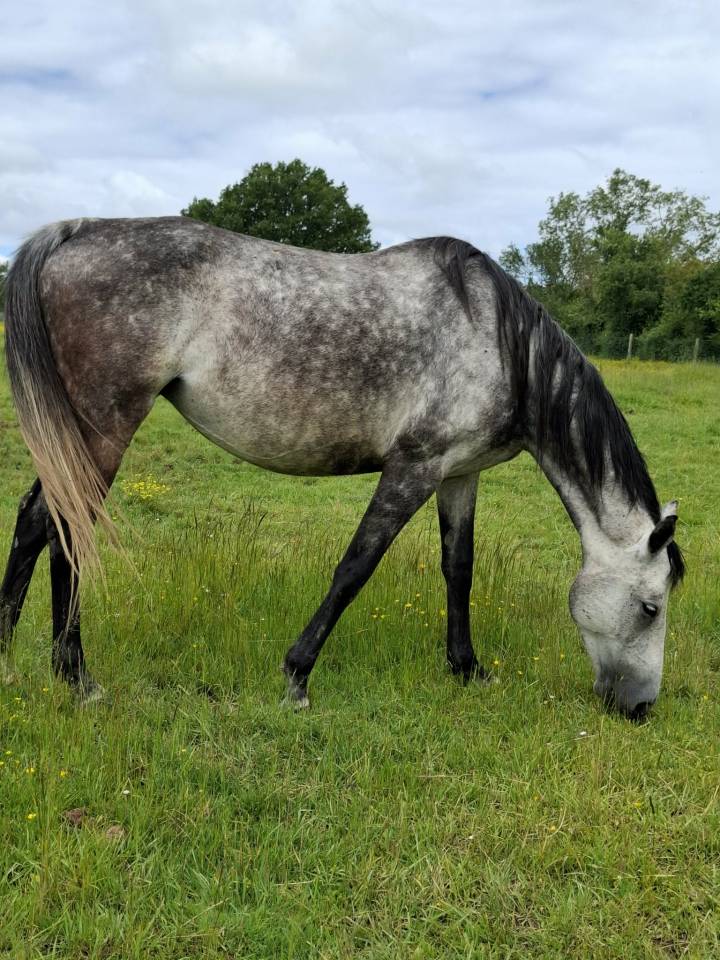 Broodmare Anglo-Arabian For sale 2018 Grey