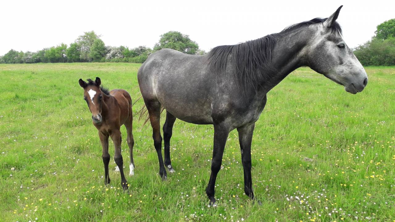Broodmare Anglo-Arabian For sale 2018 Grey