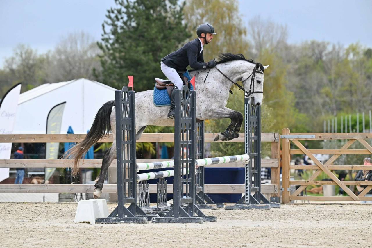 Broodmare Anglo-Arabian For sale 2018 Grey