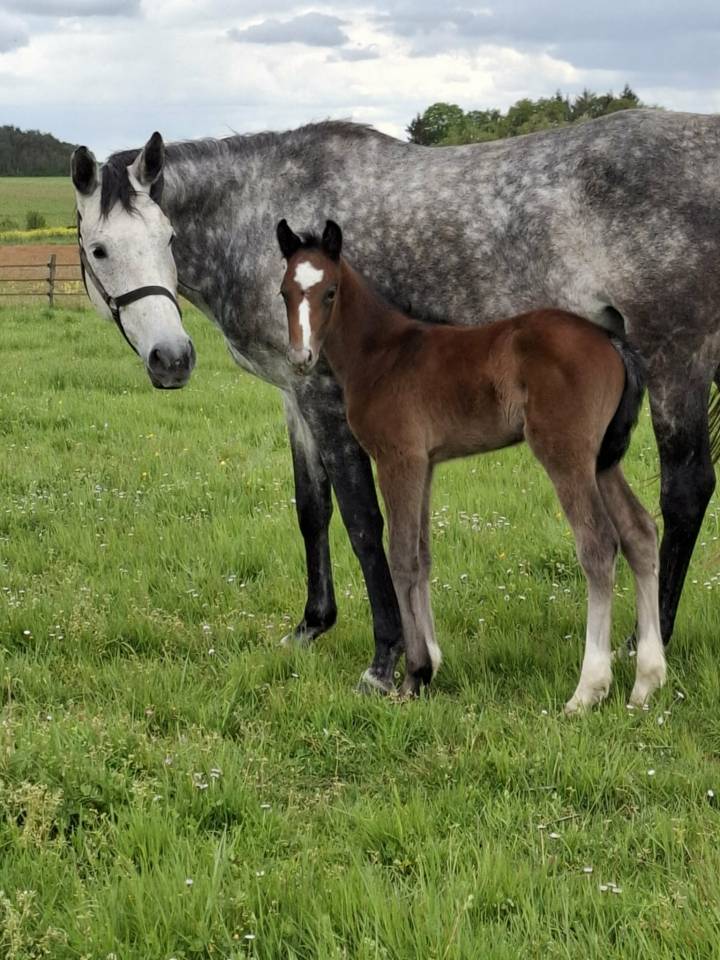 Broodmare Anglo-Arabian For sale 2018 Grey