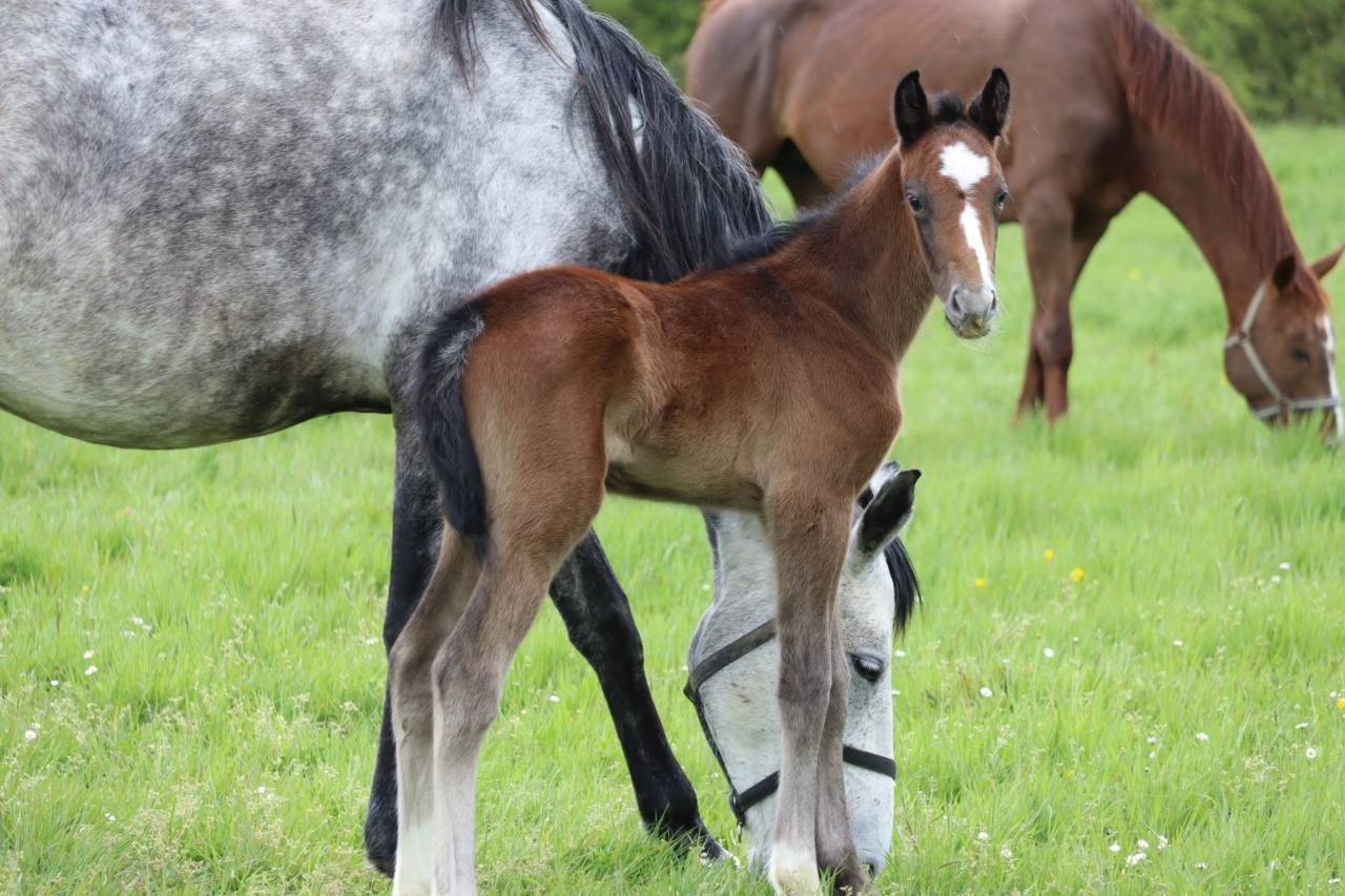 Broodmare Anglo-Arabian For sale 2018 Grey