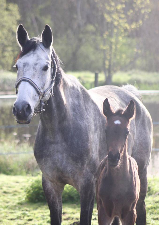Broodmare Anglo-Arabian For sale 2018 Grey