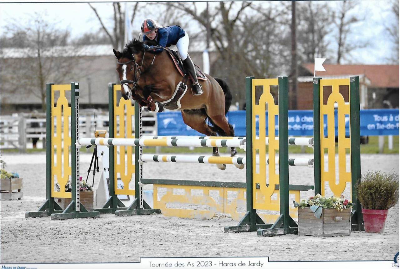 Broodmare Anglo-Arabian For sale 2018 Grey