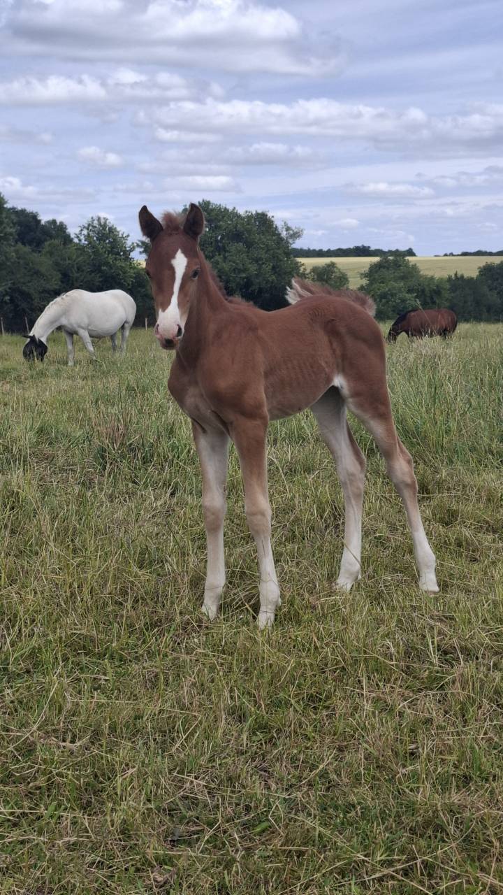 Broodmare Anglo-Arabian For sale 2018 Grey